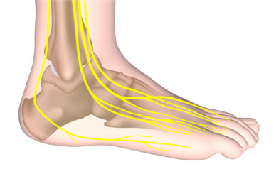 image of a right foot